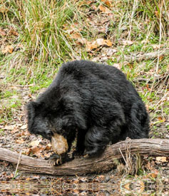 sloth Bear